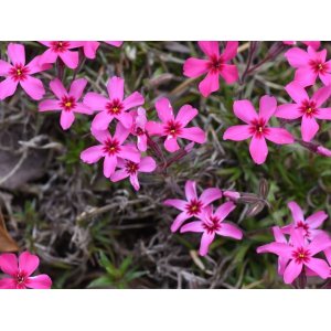Flox šidlolistý (Phlox subulata) ´ATROPURPUREA´ kont. P9